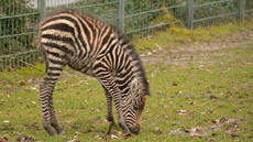 Böhm-Zebra_1.jpg